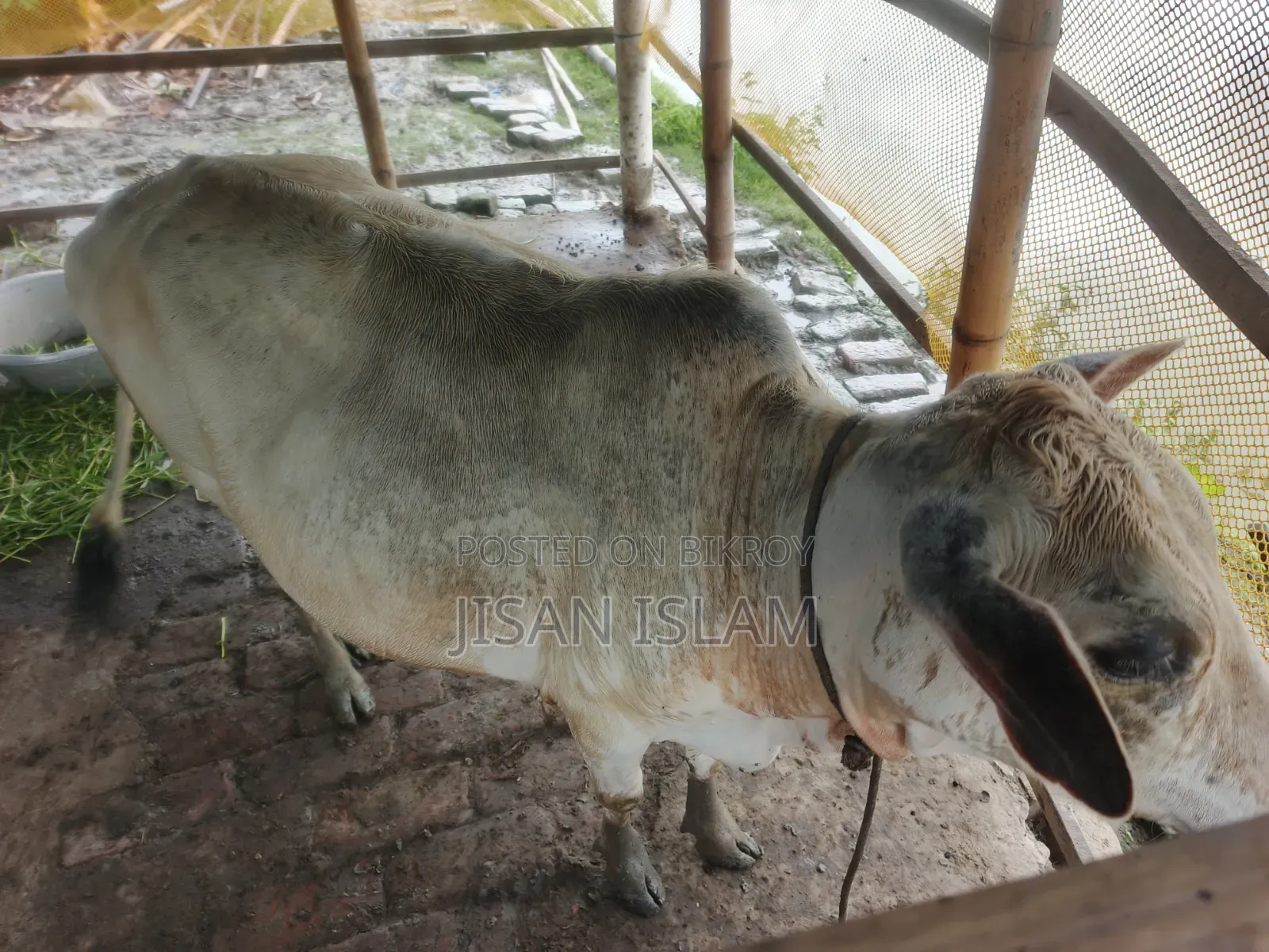 জরুরী দেশি গরু বিক্রি