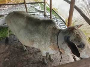 জরুরী দেশি গরু বিক্রি