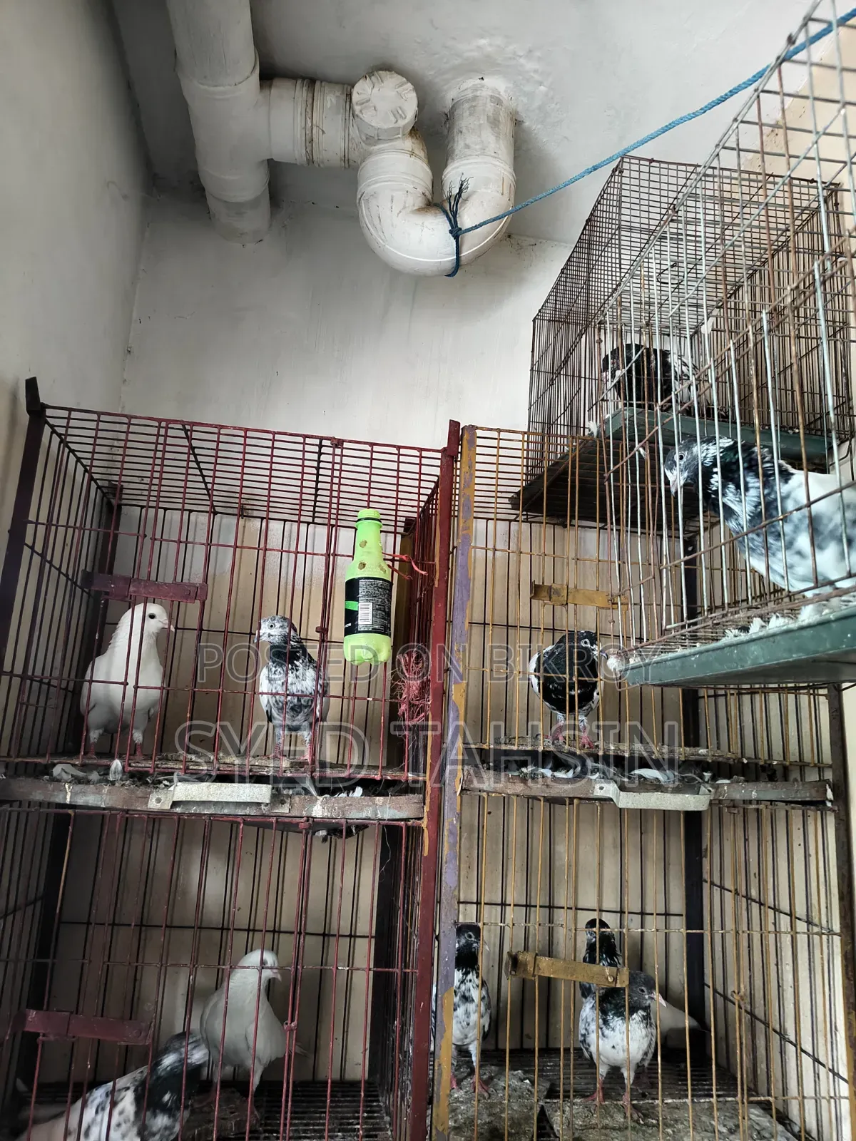 Teddy, Tula, Kamagar, Imamdeen, Chot All Will Be Sold.