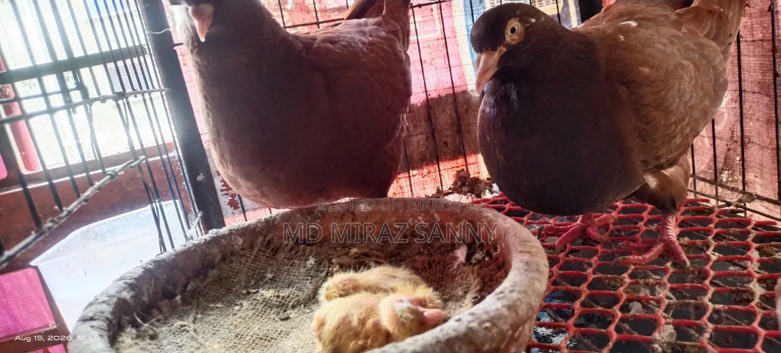 Lala King Pigeon