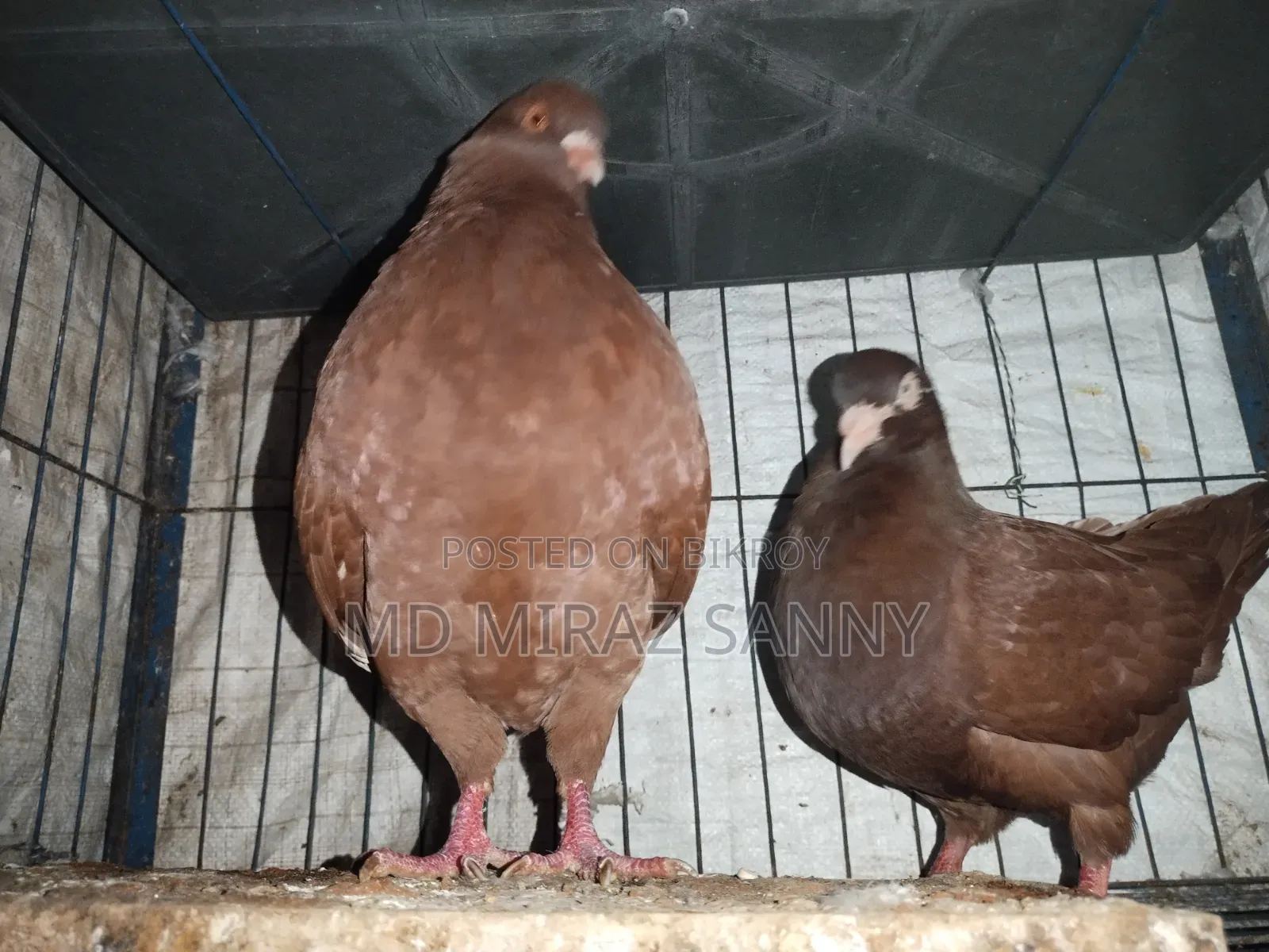 Lala King Pigeon