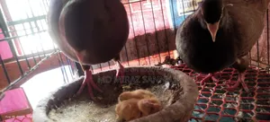 Lala King Pigeon