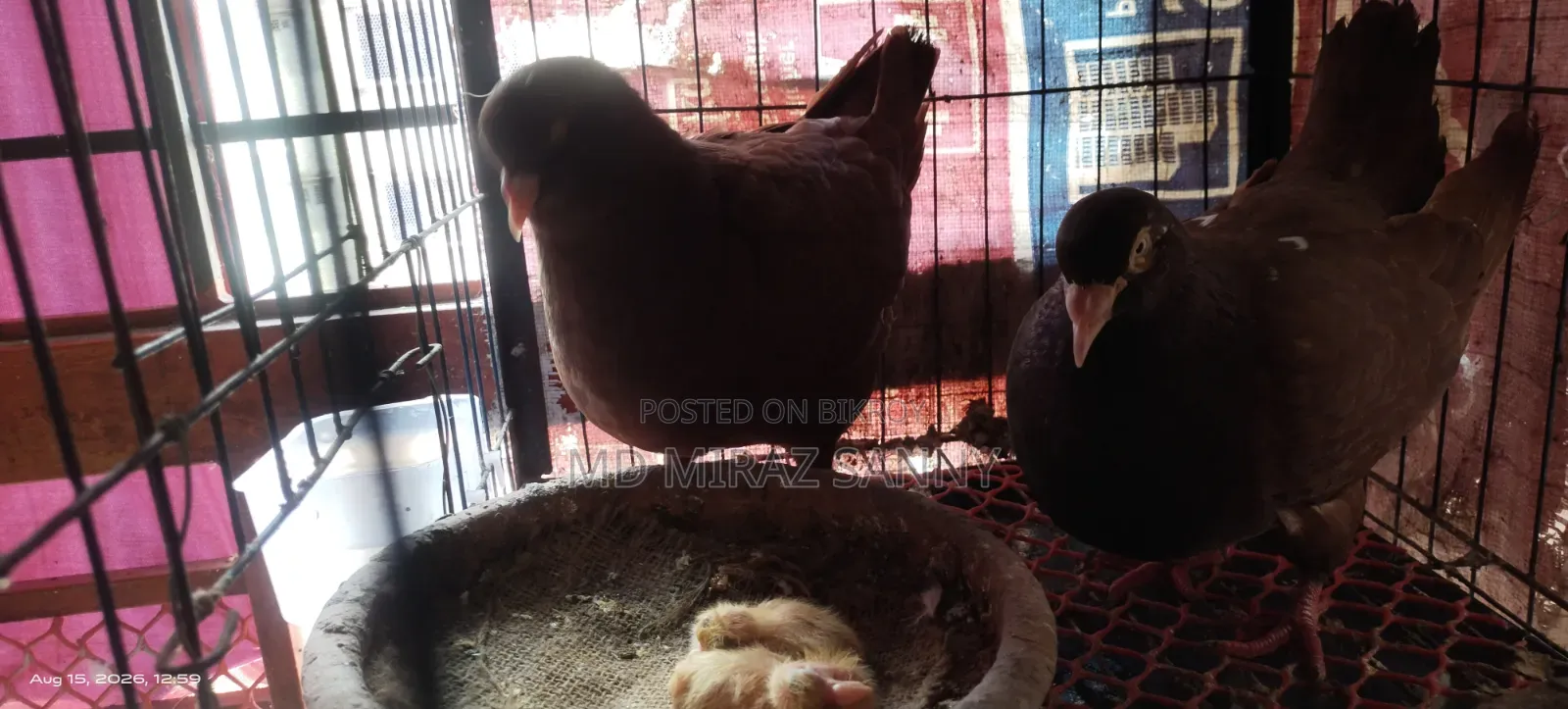 Lala King Pigeon