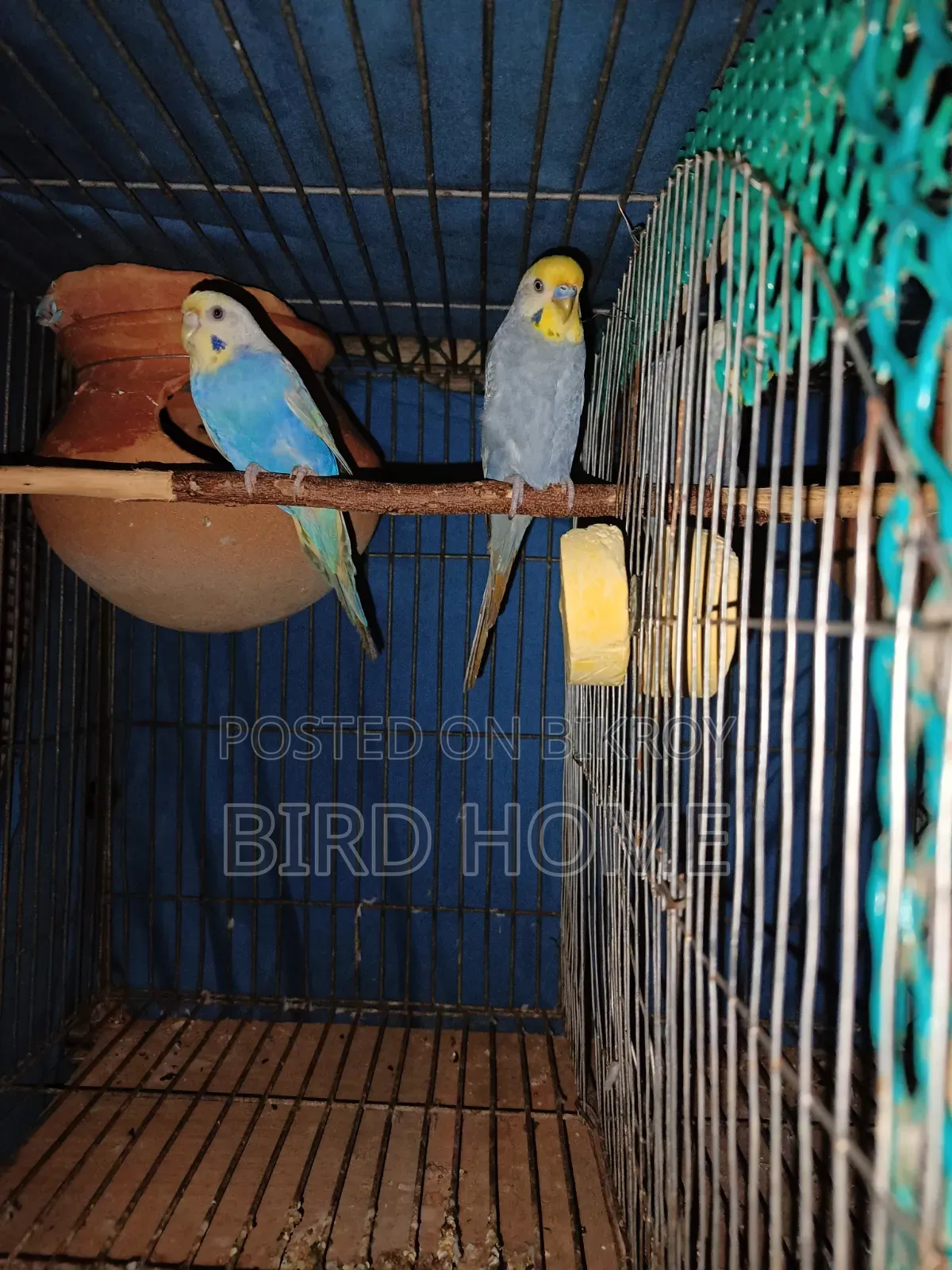 বাজরিকা রানিং ও বাচ্চা