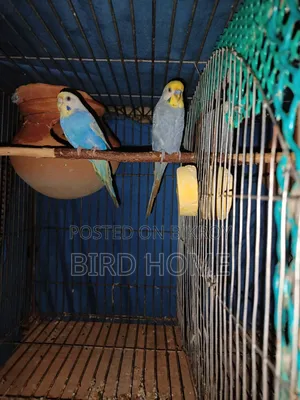 বাজরিকা রানিং ও বাচ্চা