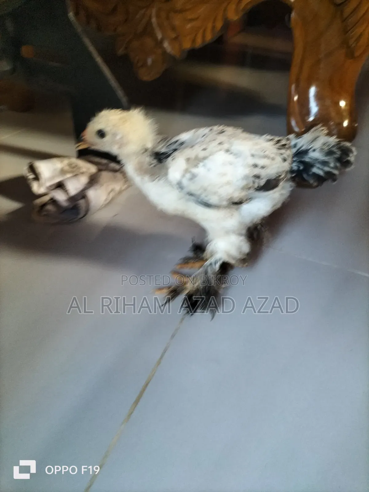 ব্রাহামা মুরগী