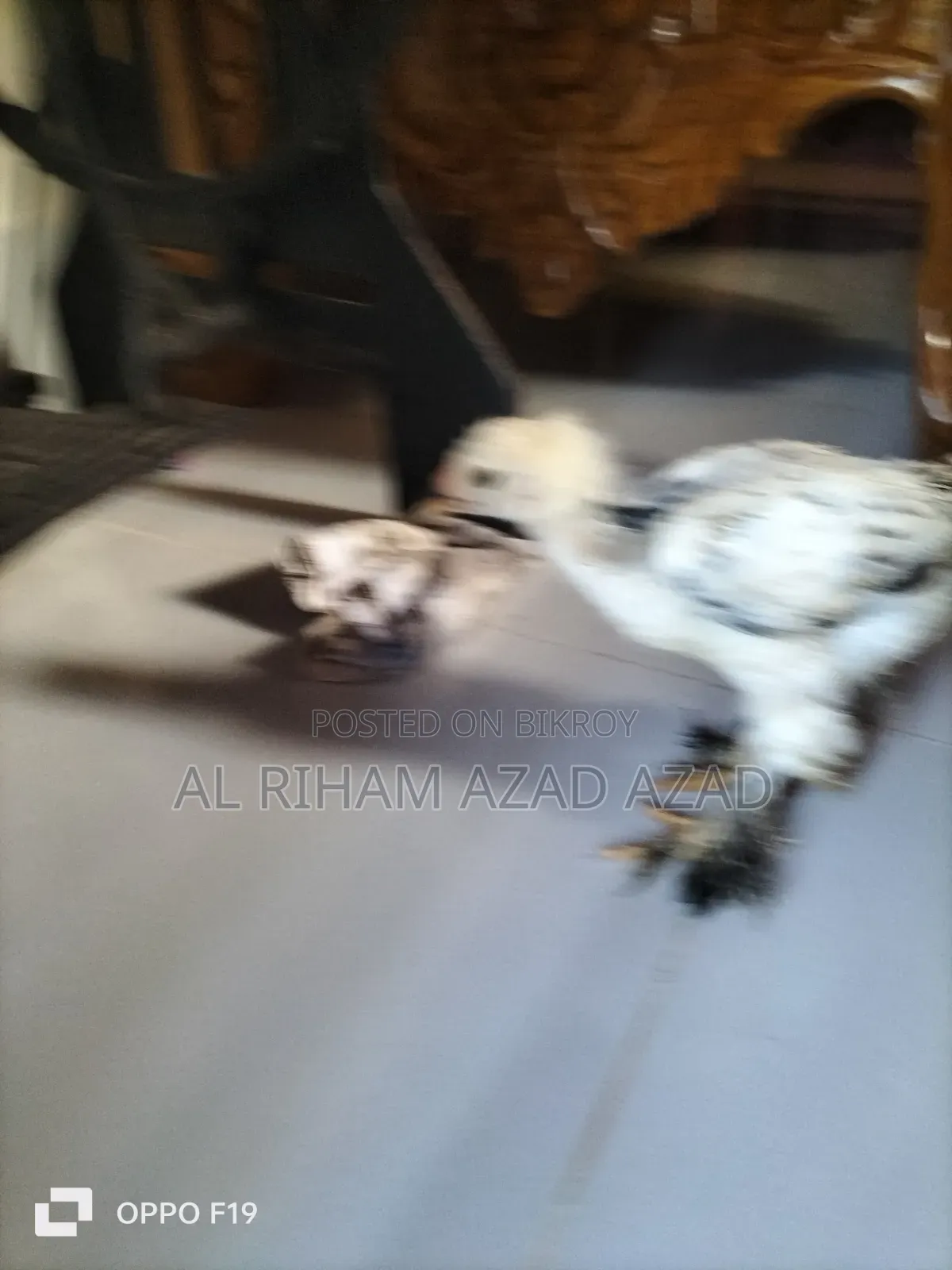 ব্রাহামা মুরগী