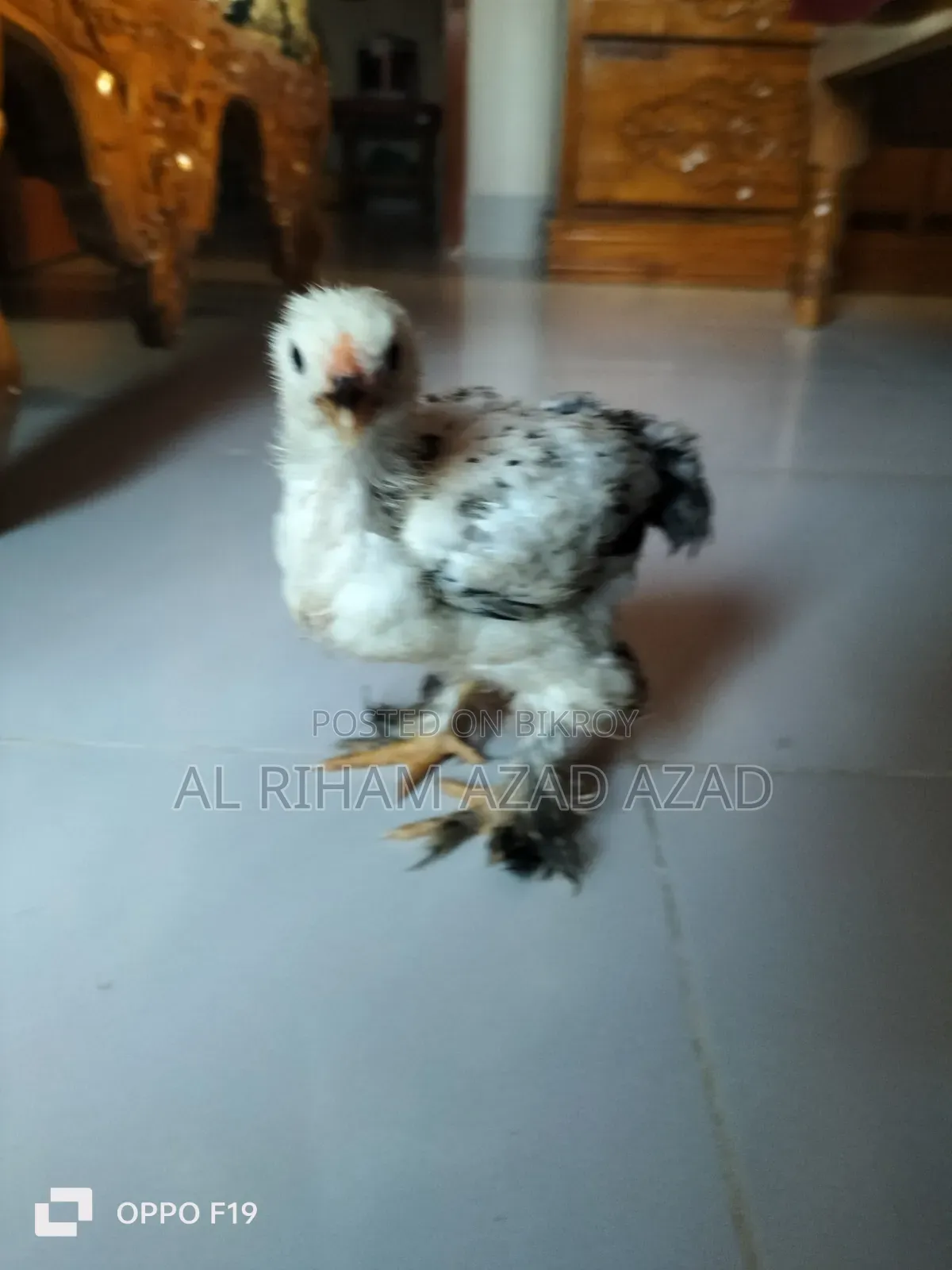 ব্রাহামা মুরগী
