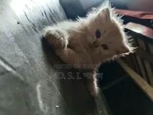 ১-৩ মাসের ফিমেল পিউর্ব্রেড স্কটিশ ফোল্ড