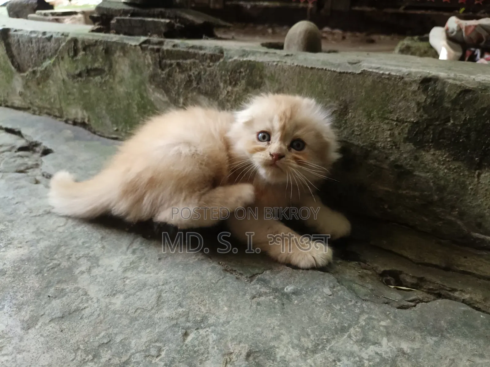 ১-৩ মাসের ফিমেল পিউর্ব্রেড স্কটিশ ফোল্ড