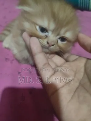 ১-৩ মাসের ফিমেল পিউর্ব্রেড স্কটিশ ফোল্ড
