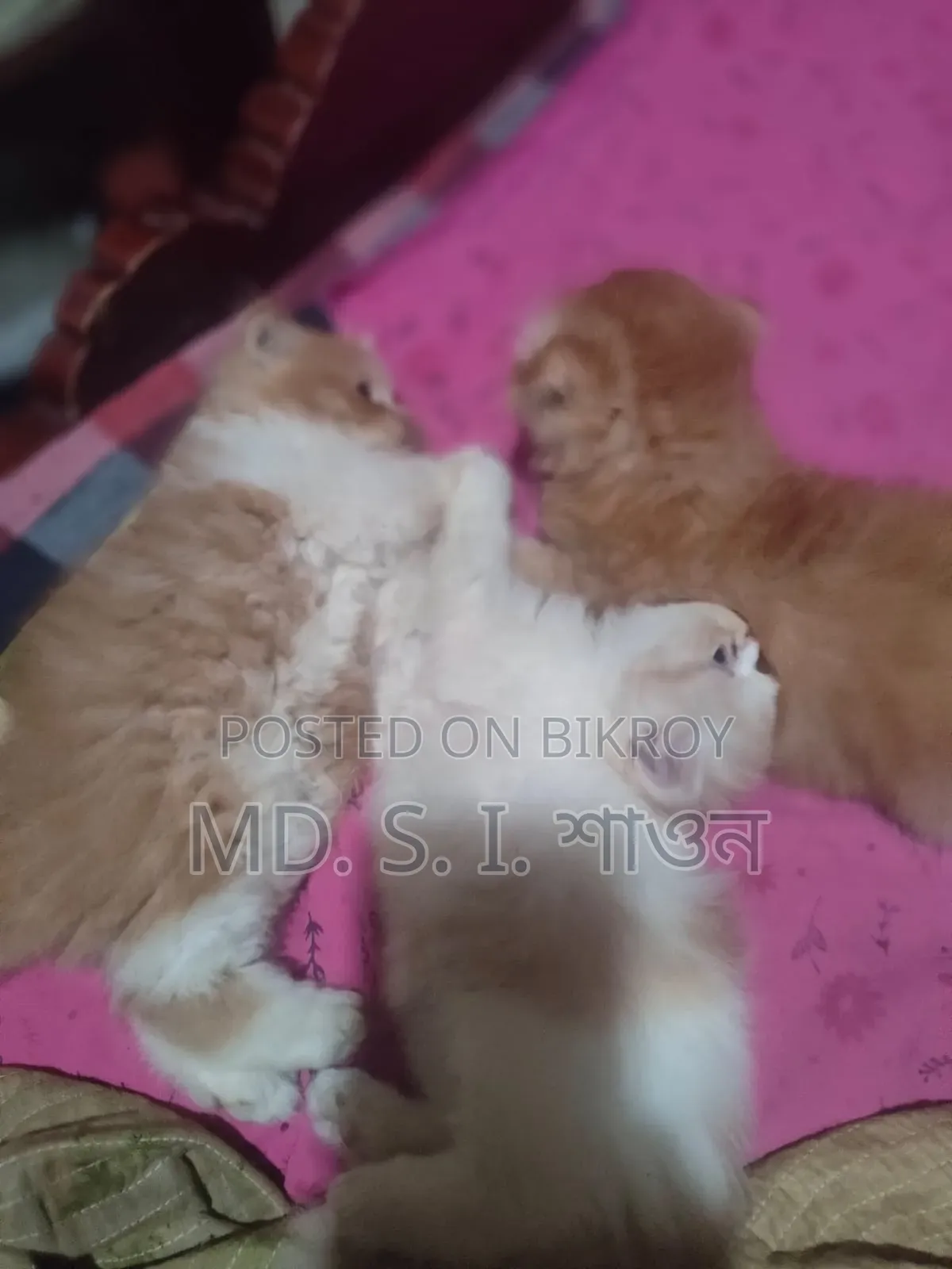 ১-৩ মাসের ফিমেল পিউর্ব্রেড স্কটিশ ফোল্ড