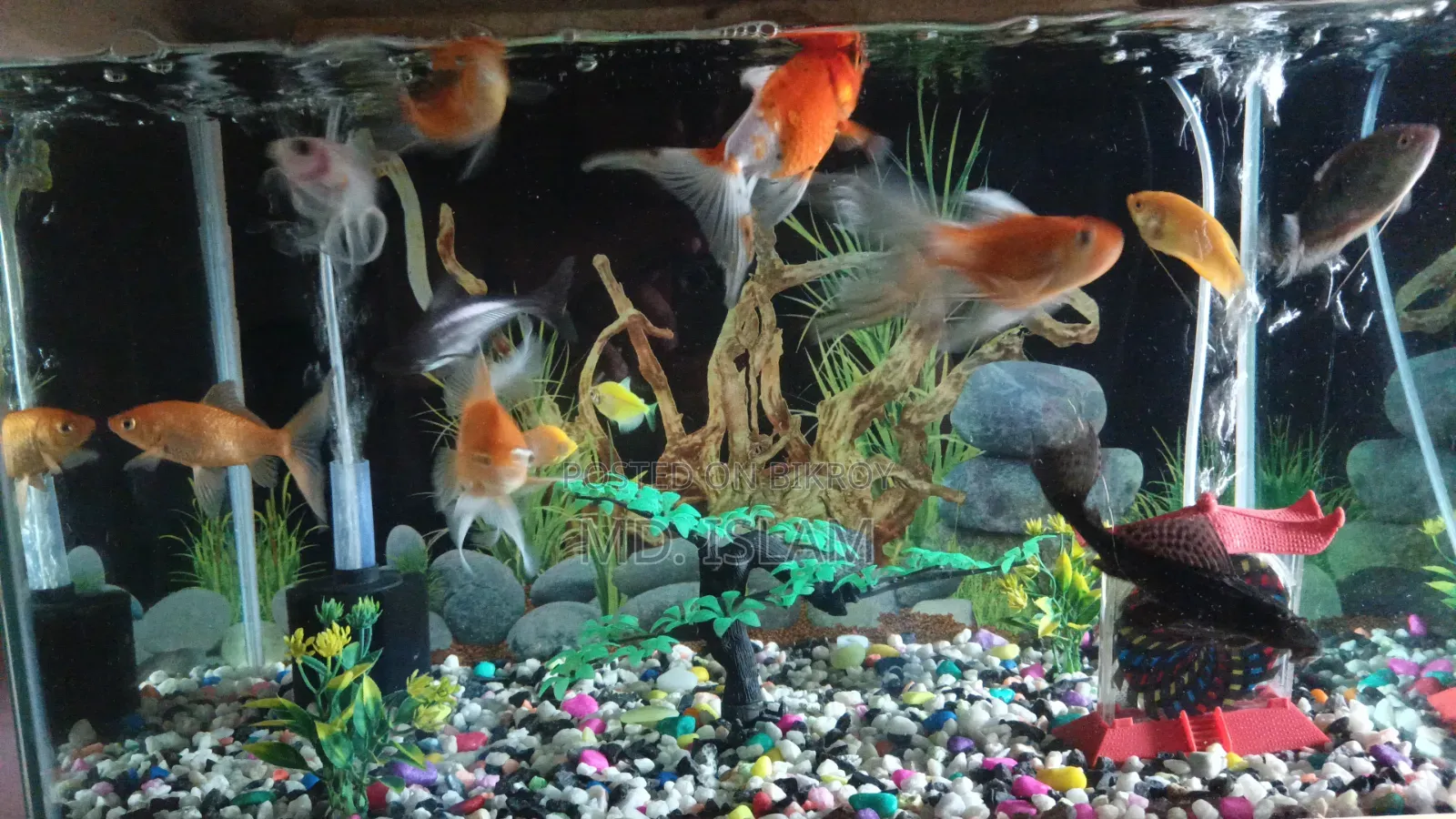 Aquarium Full Set-Up