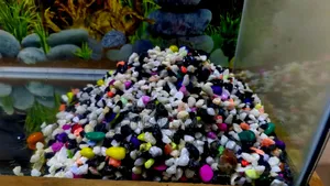 Aquarium Full Set-Up