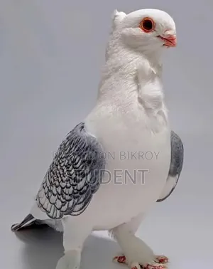 কেউ ব্লাকলেজ সার্টিন বিক্রি করলে জানাবেন