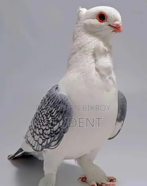 কেউ ব্লাকলেজ সার্টিন বিক্রি করলে জানাবেন