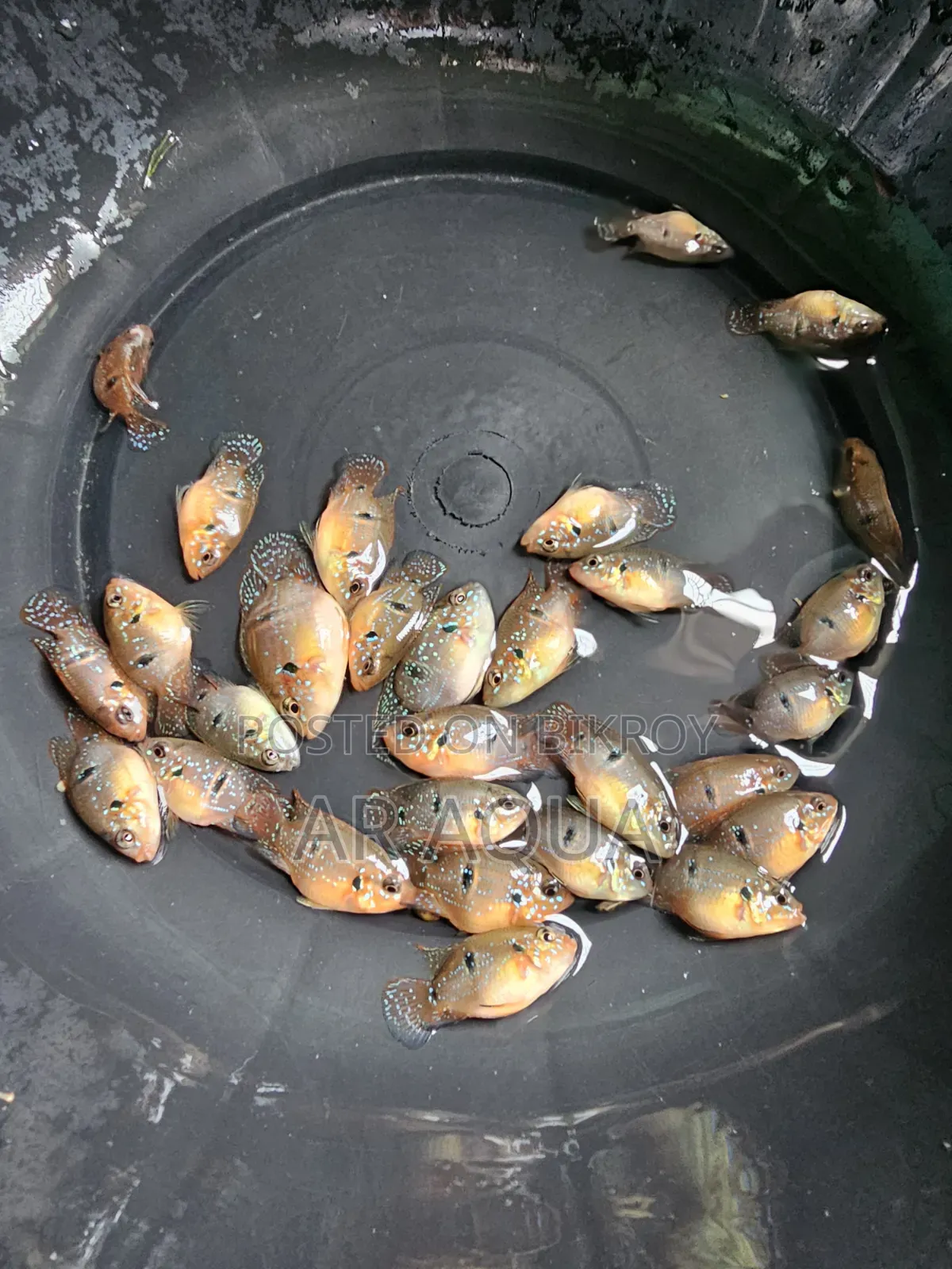 Balloon Jewel Cichlid