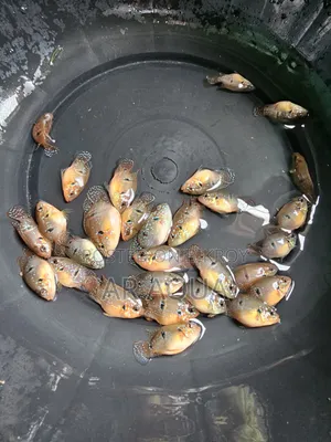 বেলুন জুয়েল সিক্লিড