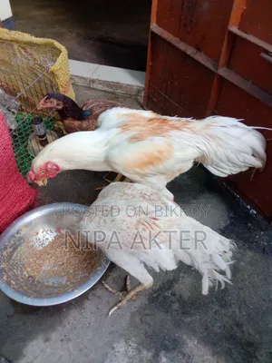 আসিল জোড়া সেল হবে