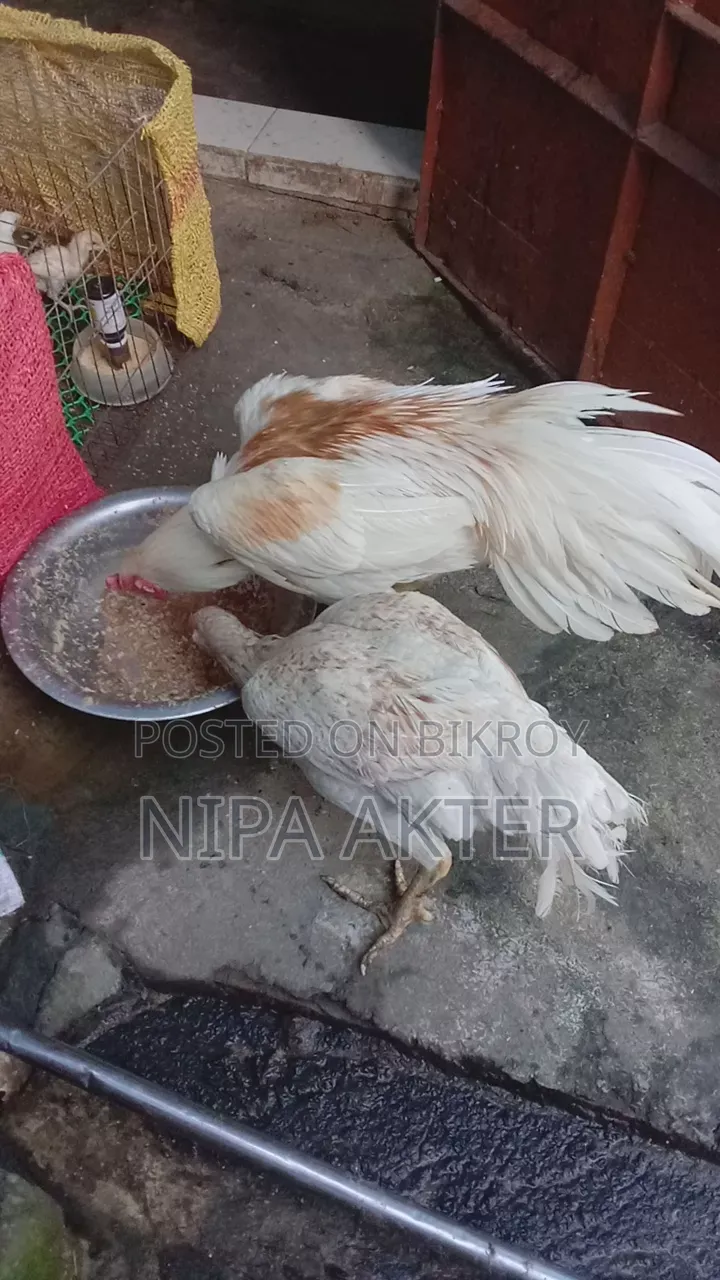 আসিল জোড়া সেল হবে