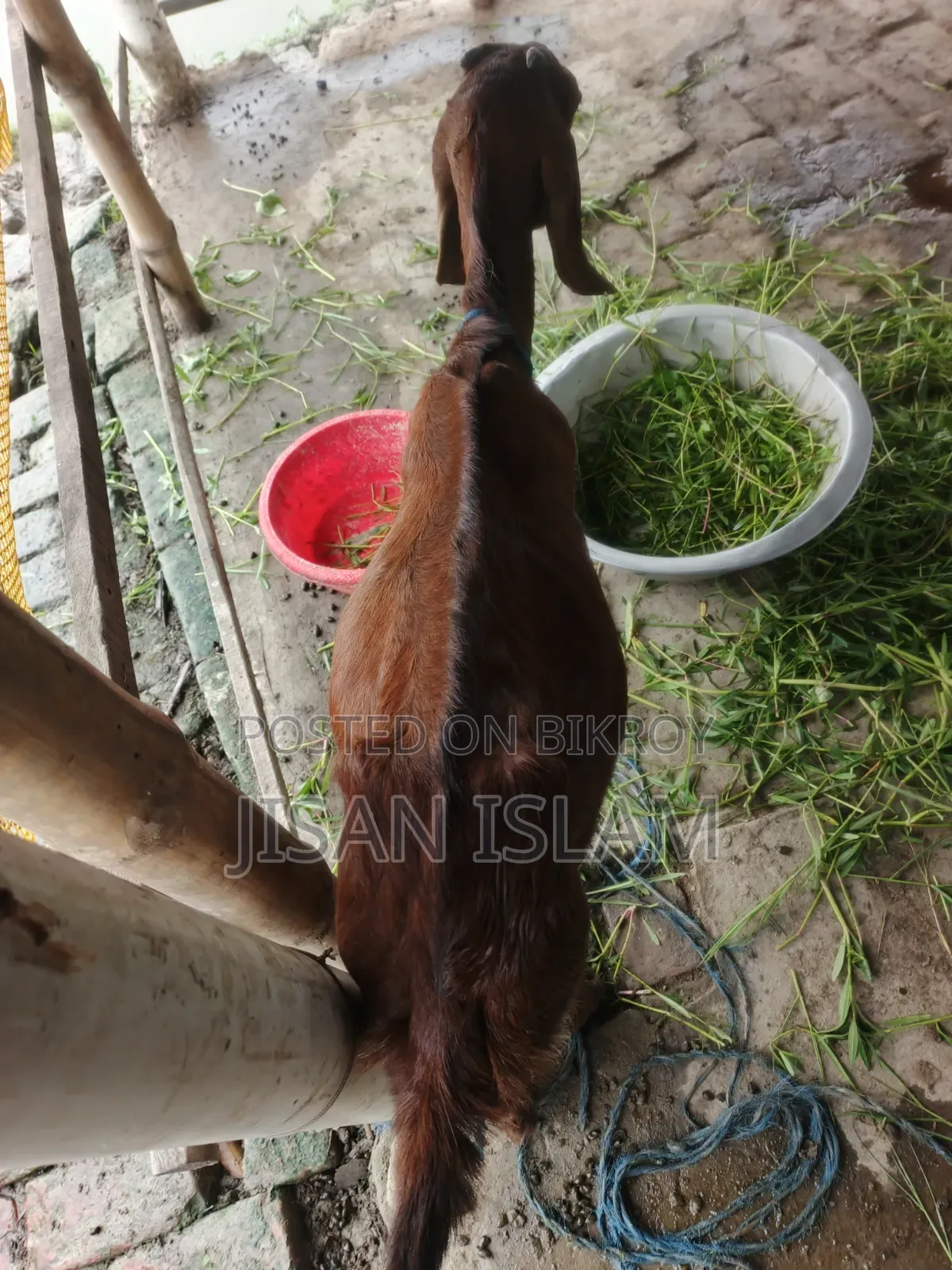 বাচ্চা সহ ভালো মানের ছাগল বিক্রি
