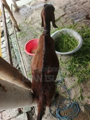 বাচ্চা সহ ভালো মানের ছাগল বিক্রি