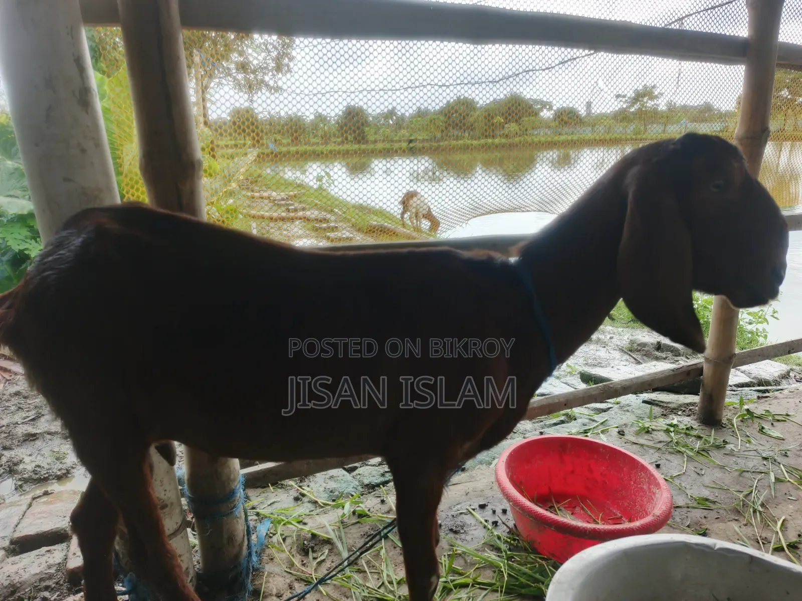বাচ্চা সহ ভালো মানের ছাগল বিক্রি