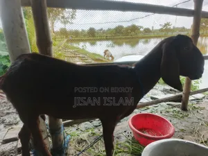 বাচ্চা সহ ভালো মানের ছাগল বিক্রি