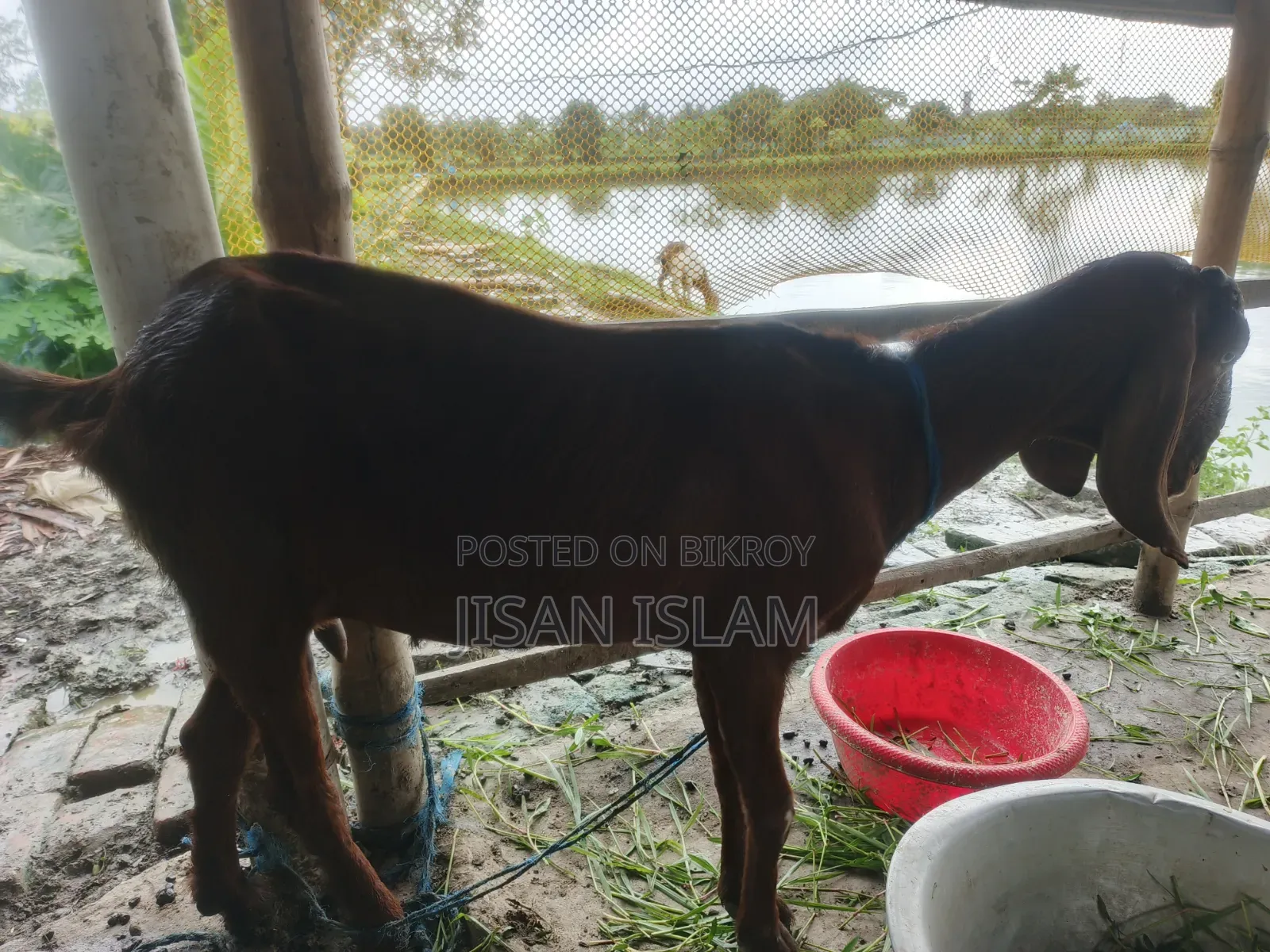 বাচ্চা সহ ভালো মানের ছাগল বিক্রি