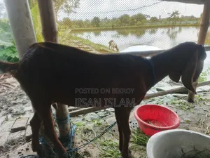 বাচ্চা সহ ভালো মানের ছাগল বিক্রি