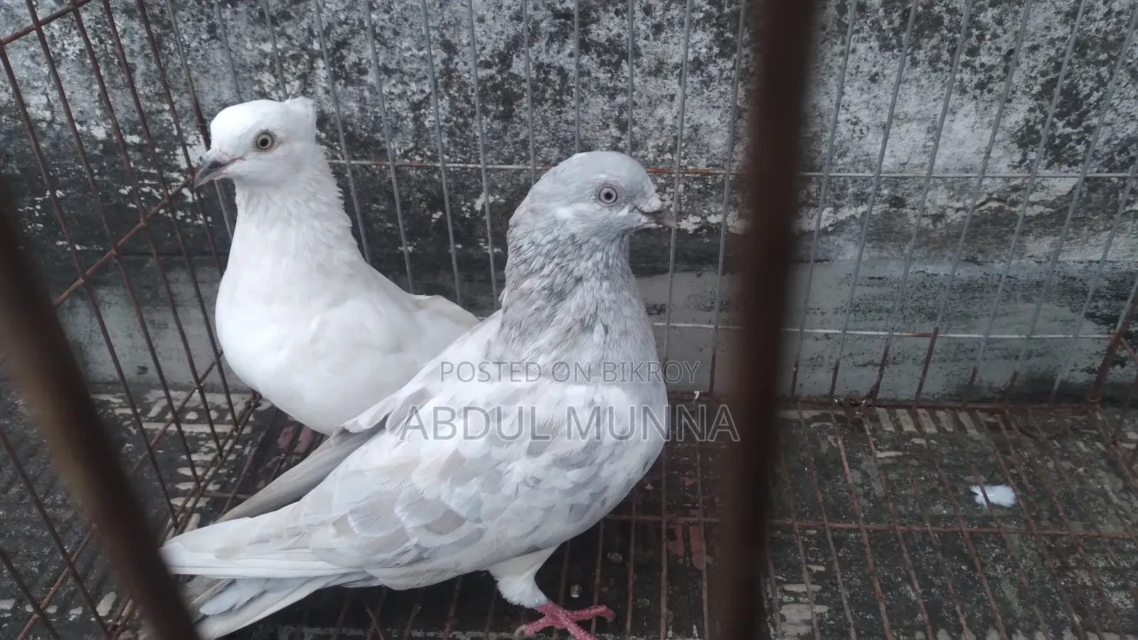 A Pair of Pigeons
