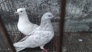এক জোড়া কবুতর