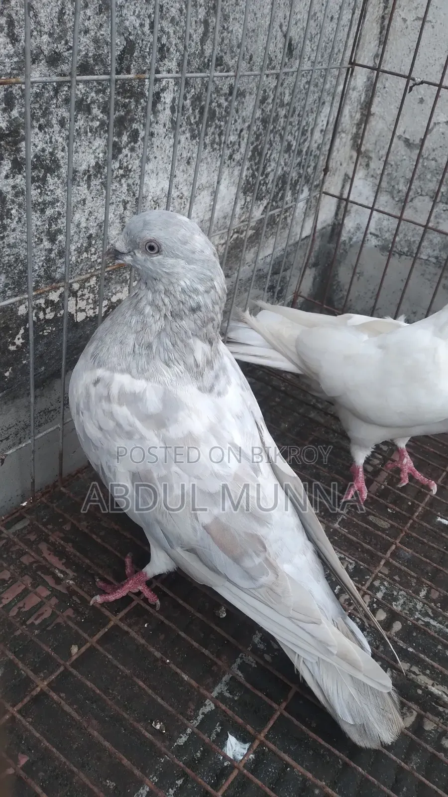 A Pair of Pigeons