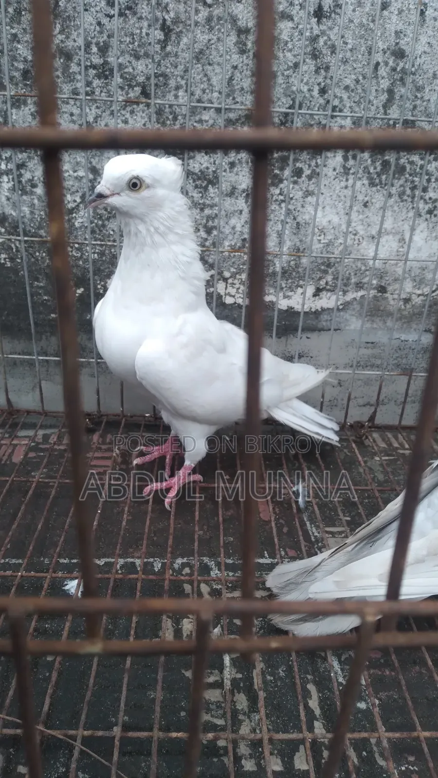 A Pair of Pigeons