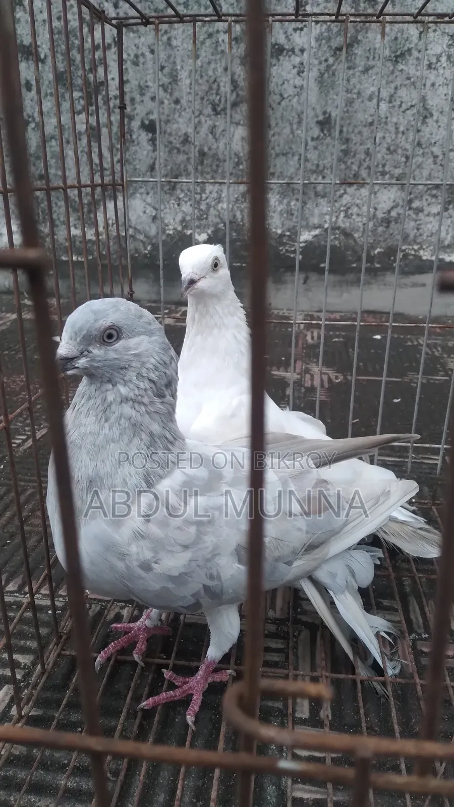 A Pair of Pigeons