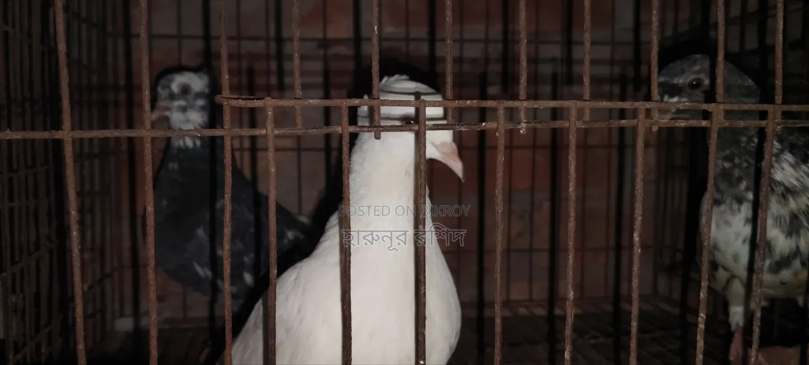 White China Yellow Eyed Pigeon