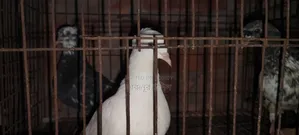 White China Yellow Eyed Pigeon