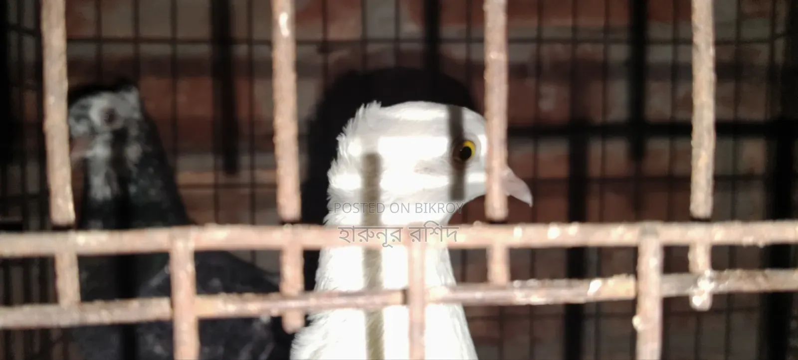 White China Yellow Eyed Pigeon