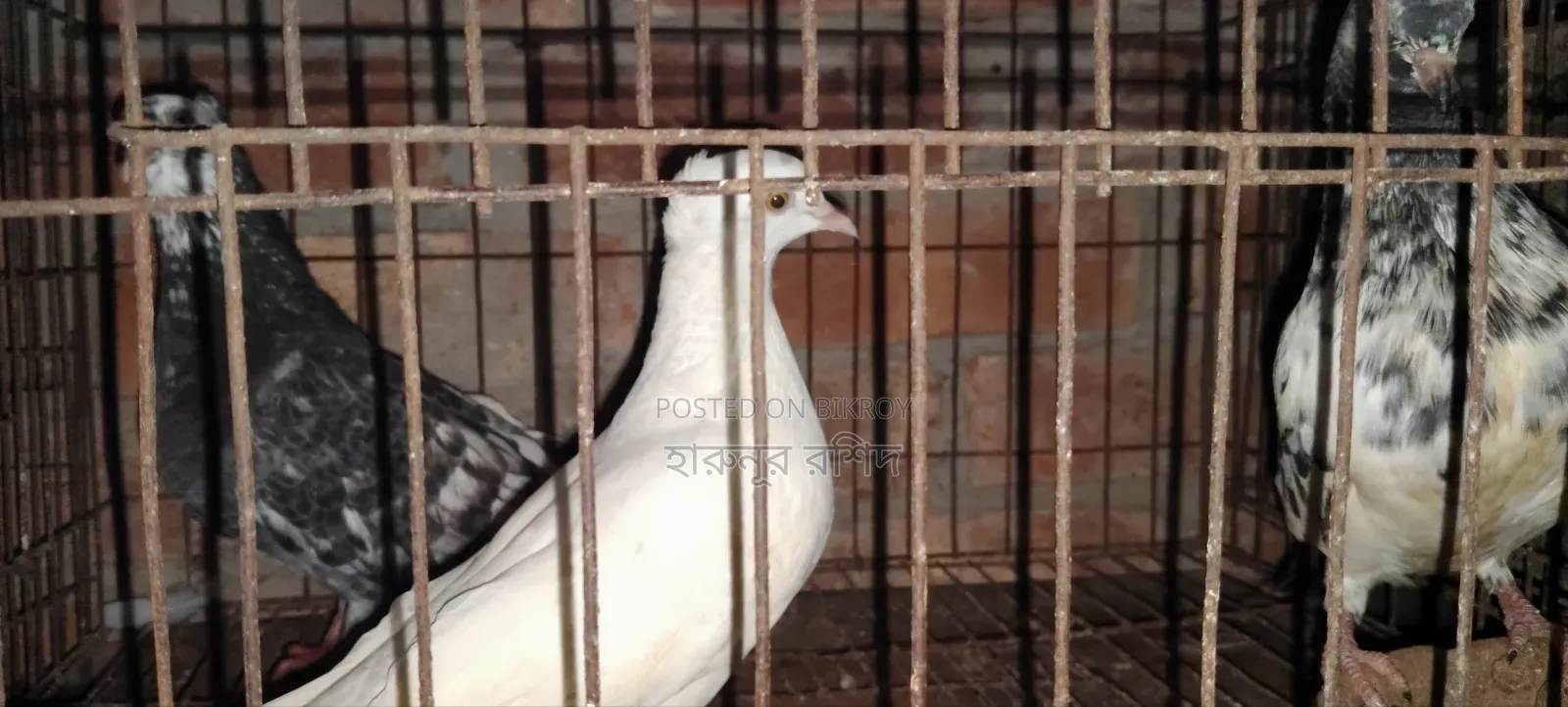 White China Yellow Eyed Pigeon