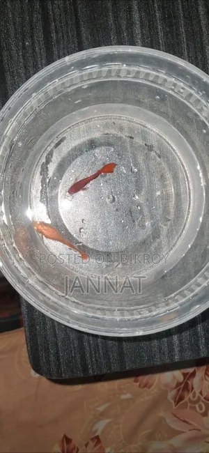 Red Moscow Guppy