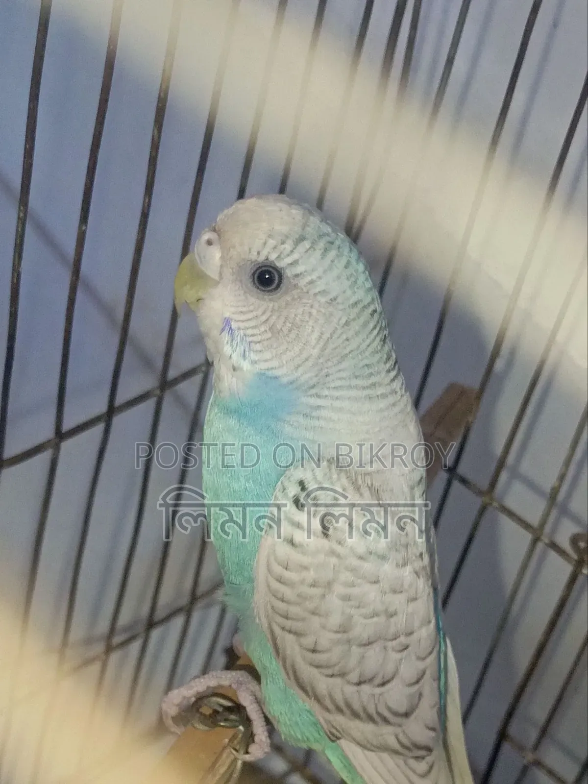 একটা এডাল্ট ফিমেল বাজরিগর পাখি বিক্রি হবে
