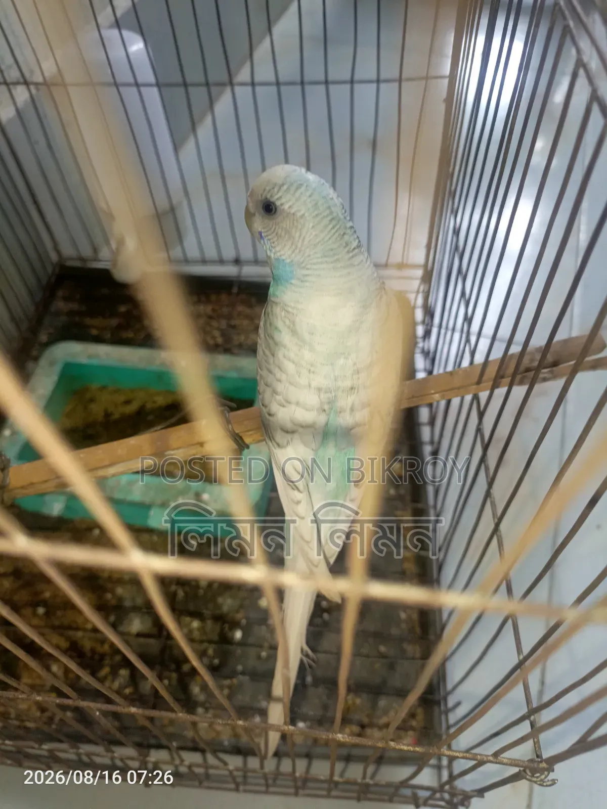 একটা এডাল্ট ফিমেল বাজরিগর পাখি বিক্রি হবে