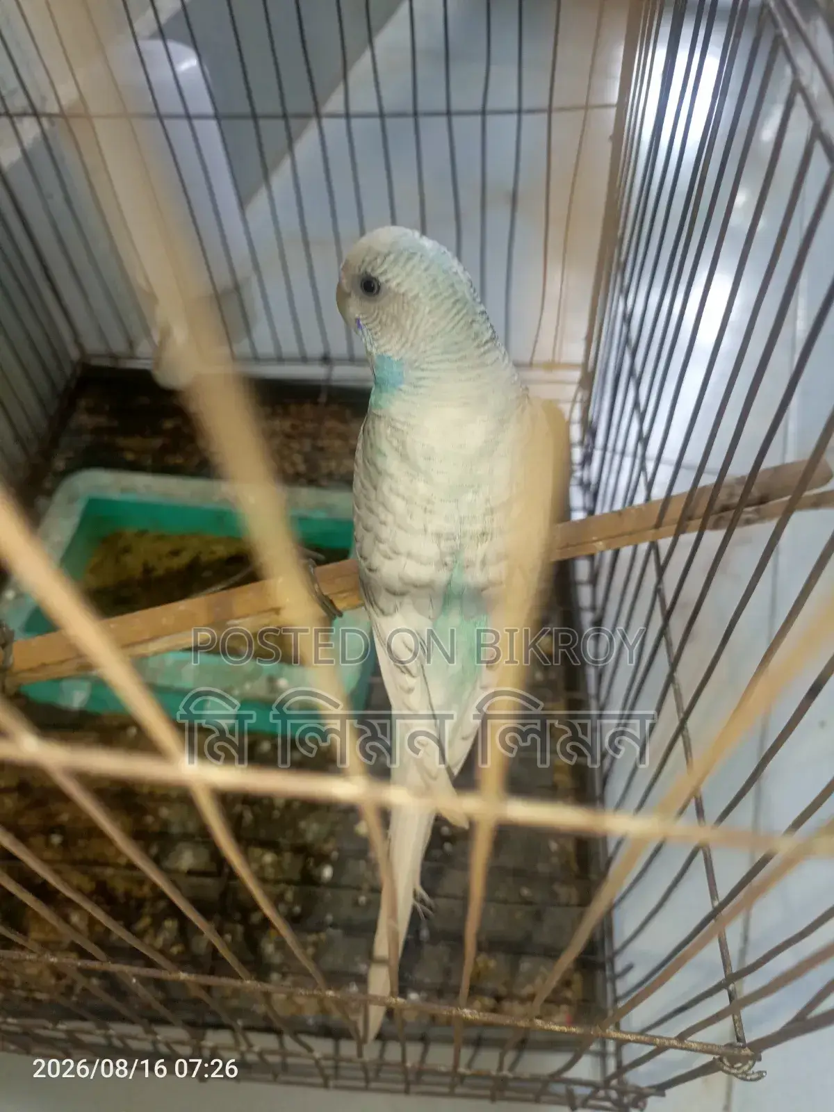 An adult female budgerigar bird will be sold