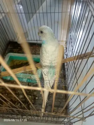 An adult female budgerigar bird will be sold