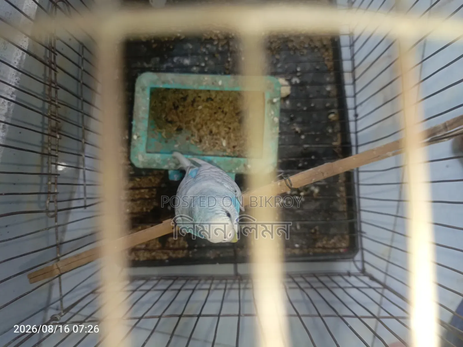 একটা এডাল্ট ফিমেল বাজরিগর পাখি বিক্রি হবে