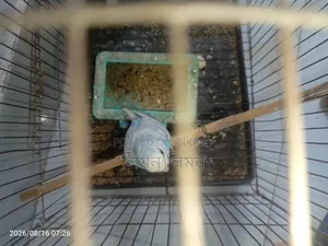 একটা এডাল্ট ফিমেল বাজরিগর পাখি বিক্রি হবে
