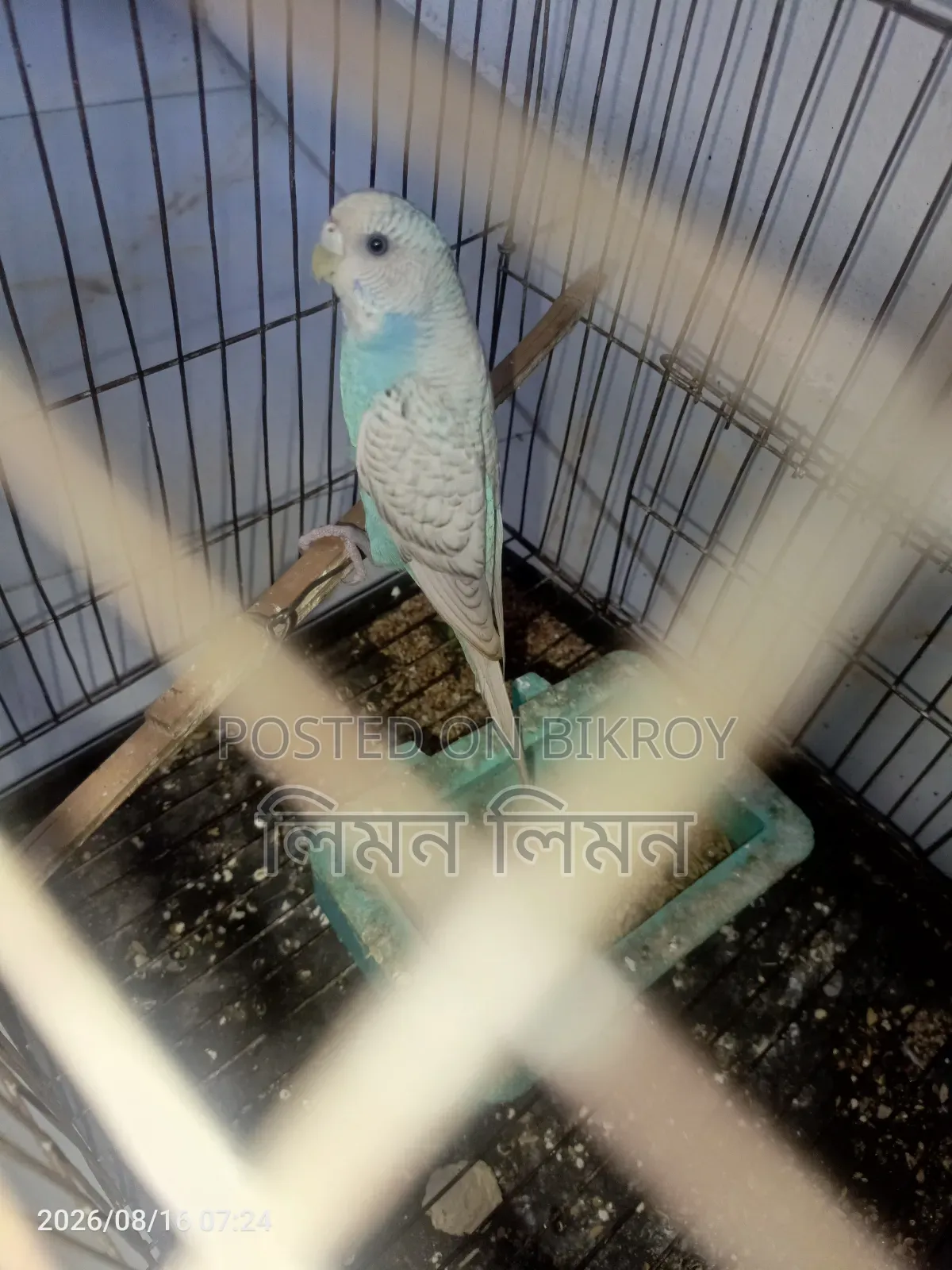 একটা এডাল্ট ফিমেল বাজরিগর পাখি বিক্রি হবে