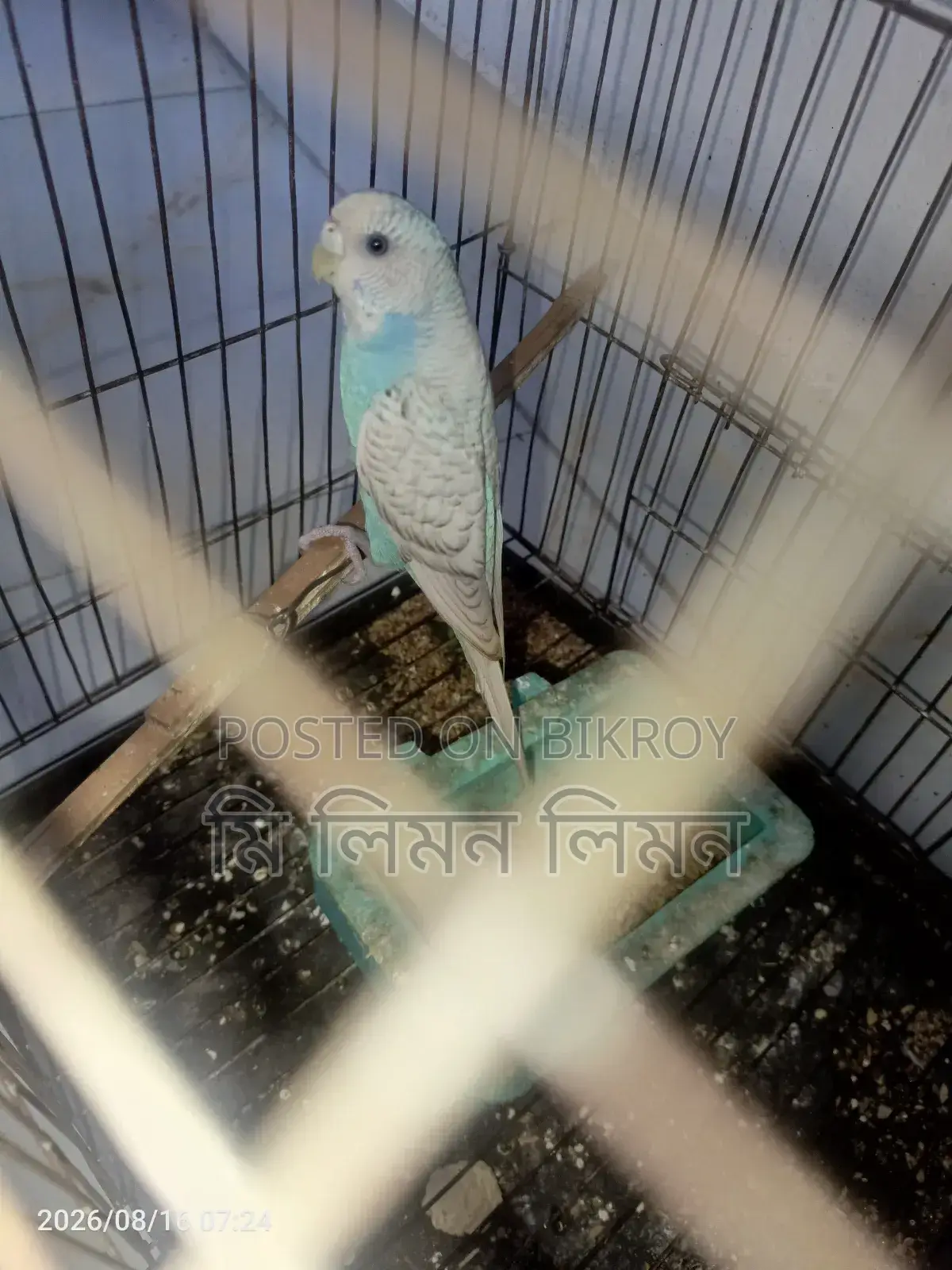 An adult female budgerigar bird will be sold