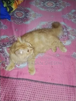১+ বছর বয়স্ক মেল পিওরব্রেড পার্সিয়ান