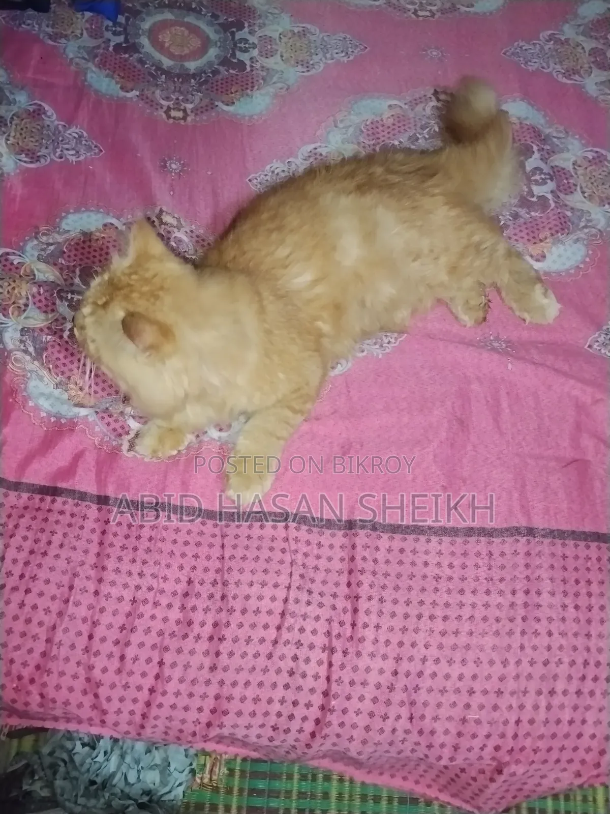 ১+ বছর বয়স্ক মেল পিওরব্রেড পার্সিয়ান